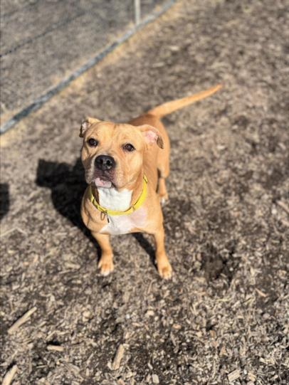 CROISSANT, Adoptable, Adult Female Pit Bull Terrier.