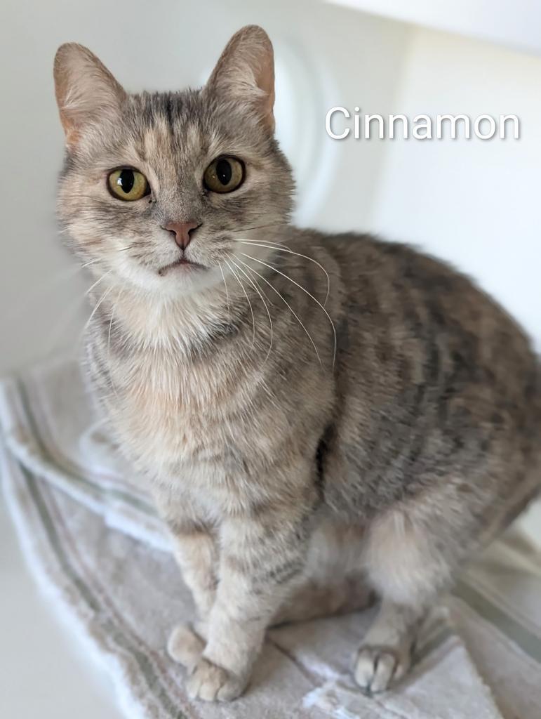 Cinnamon, Adoptable, Adult Female Domestic Short Hair.