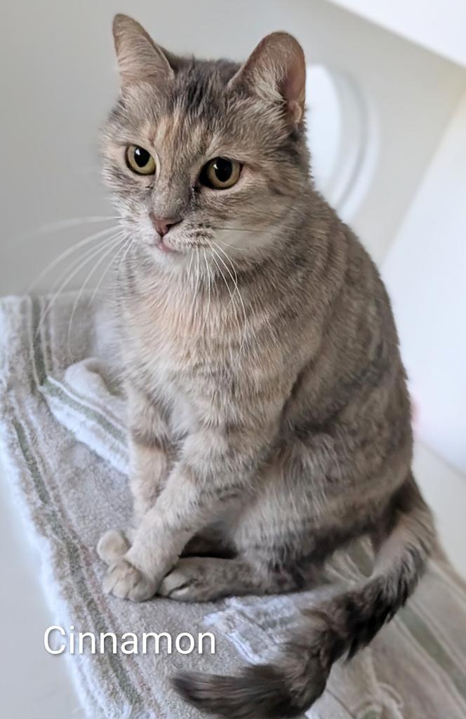 Enlarge Cinnamon, a Adoptable mixed breed in Greenfield, IN image 2/3