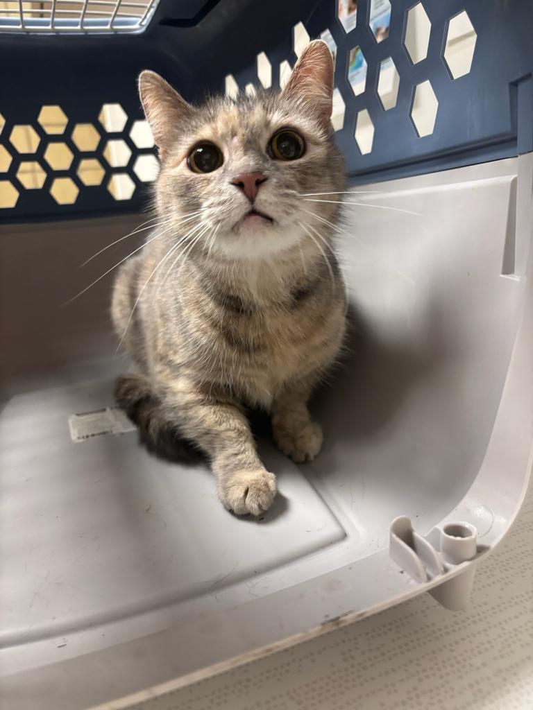 Enlarge Cinnamon, a Adoptable mixed breed in Greenfield, IN image 3/3