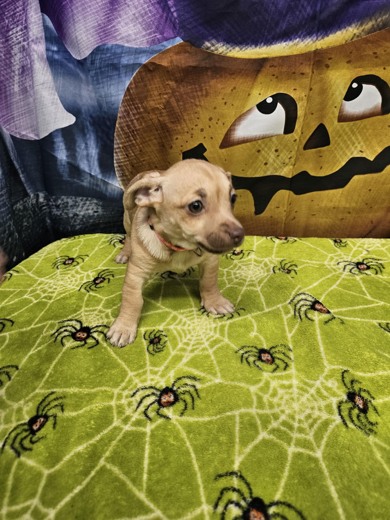 Rice Krispies, Adoptable, Young Female Rat Terrier.