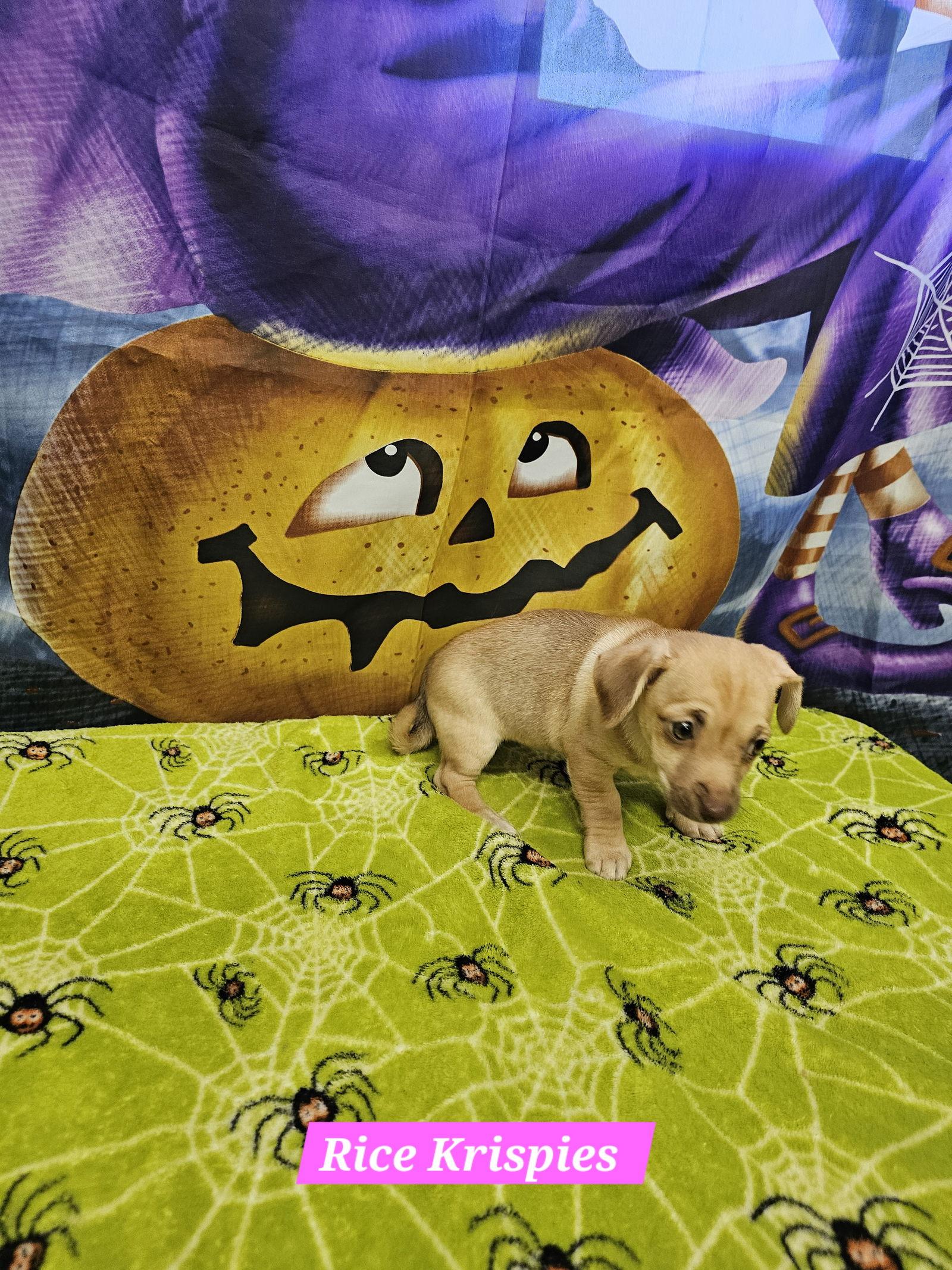 Enlarge Rice Krispies, a Adoptable mixed breed in Metairie, LA image 2/2