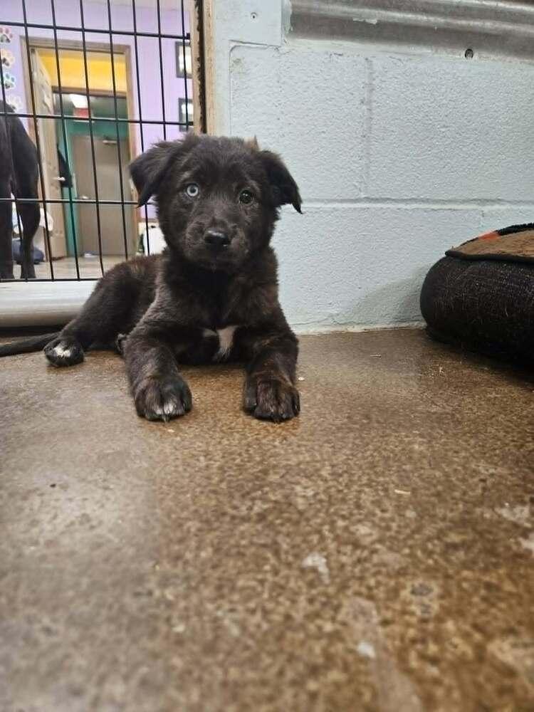 Odin, Adoptable, Puppy Male Australian Shepherd.