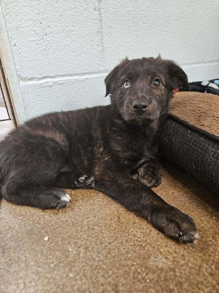 Enlarge Odin, a Adoptable mixed breed in Deerfield, WI image 2/2