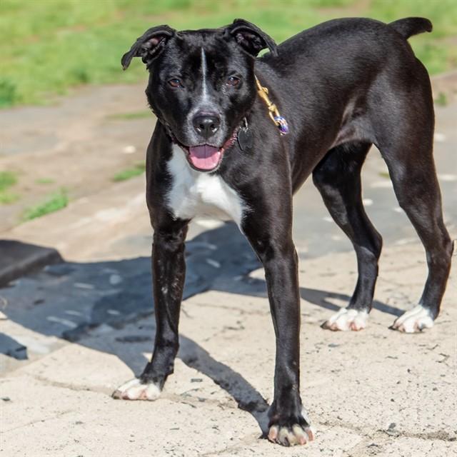 FARAH, Adoptable, Adult Female Pit Bull Terrier & Labrador Retriever.