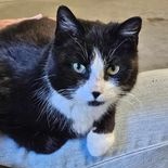 Enlarge Reetz, a Adoptable Domestic Short Hair in Owatonna, MN image 1/3