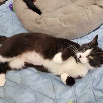 Enlarge Reetz, a Adoptable Domestic Short Hair in Owatonna, MN image 2/3