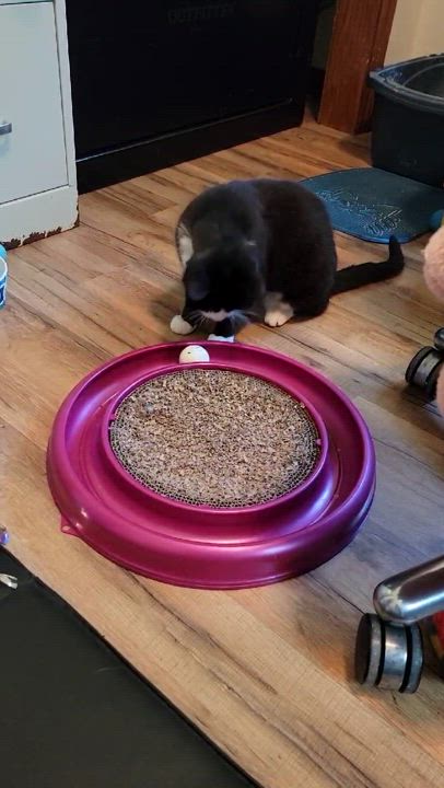 Enlarge Reetz, a Adoptable Domestic Short Hair in Owatonna, MN video 3/3