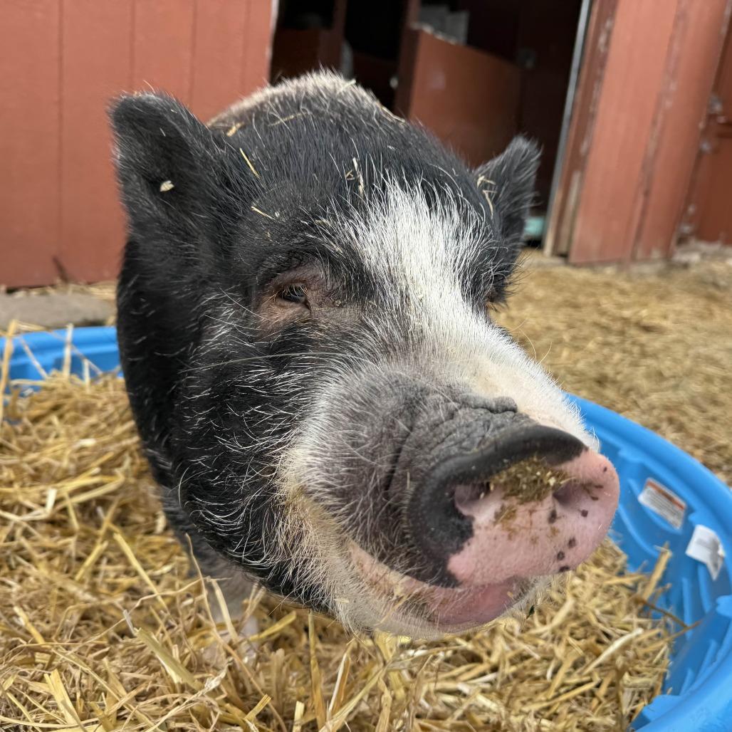 Oscar, Adoptable, Senior Male Vietnamese Pot Bellied.