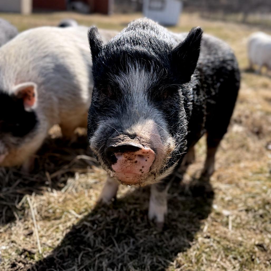Oscar, a Adoptable Vietnamese Pot Bellied in Fairport, NY image 2/2