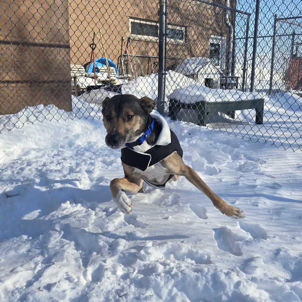 Danny, Adoptable, Adult Male Shepherd & Mixed Breed.