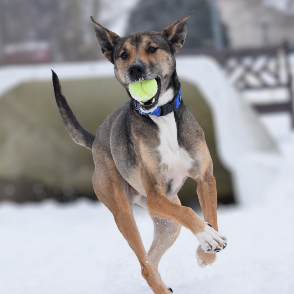 Enlarge Danny, a Adoptable mixed breed in Bowling Green, OH image 2/6
