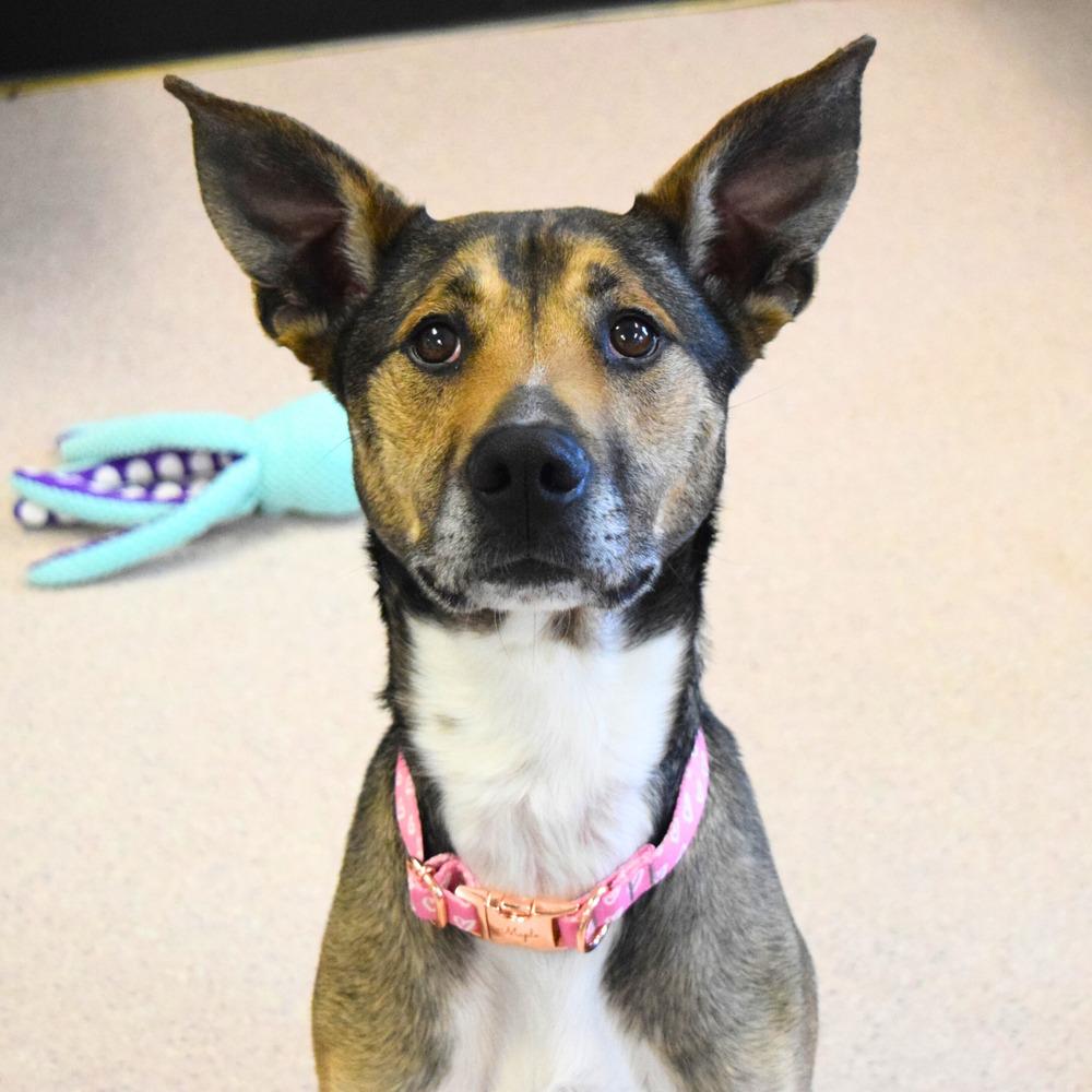 Enlarge Danny, a Adoptable mixed breed in Bowling Green, OH image 3/6