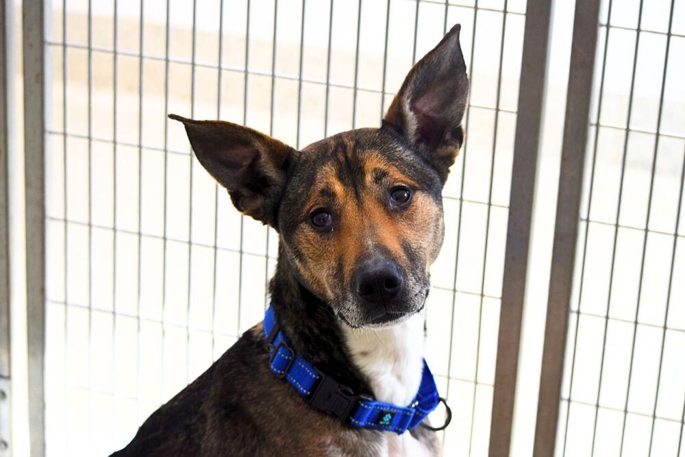 Enlarge Danny, a Adoptable mixed breed in Bowling Green, OH image 4/6