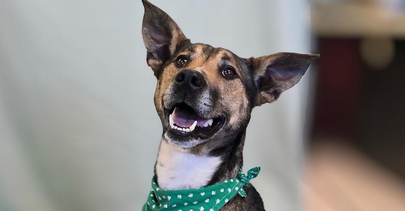 Enlarge Danny, a Adoptable mixed breed in Bowling Green, OH image 5/6