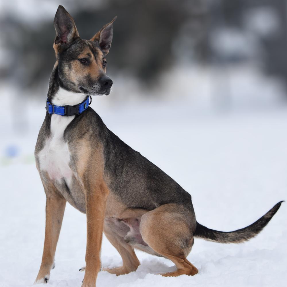 Enlarge Danny, a Adoptable mixed breed in Bowling Green, OH image 6/6