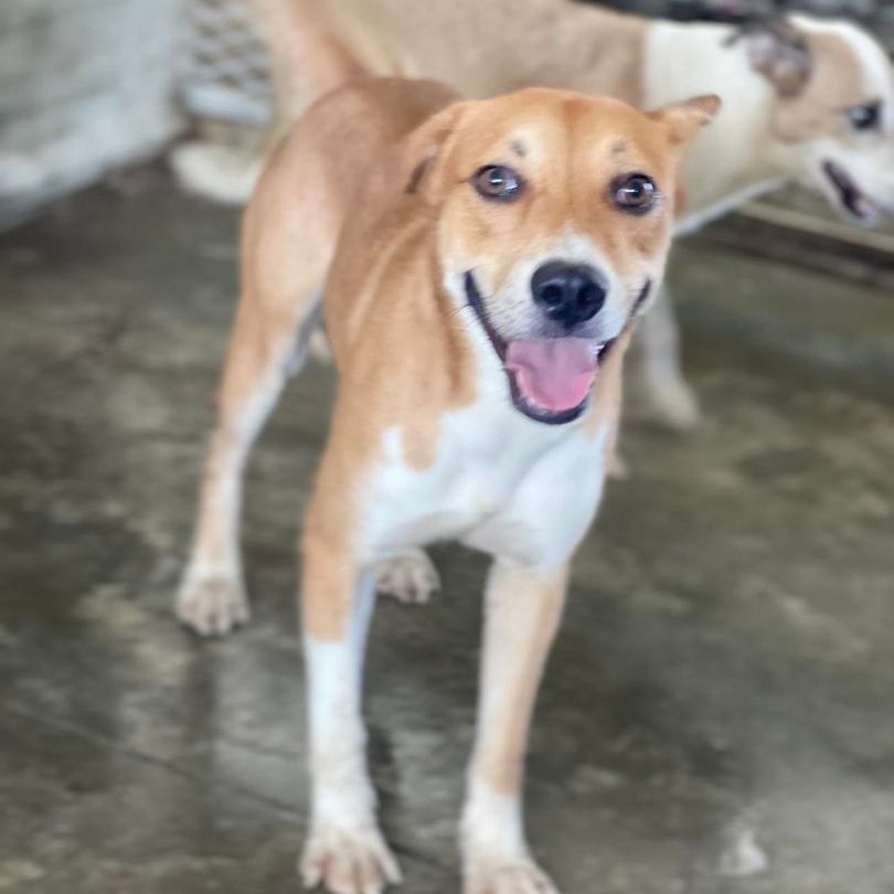 Armero, Adoptable, Young Male Mixed Breed.