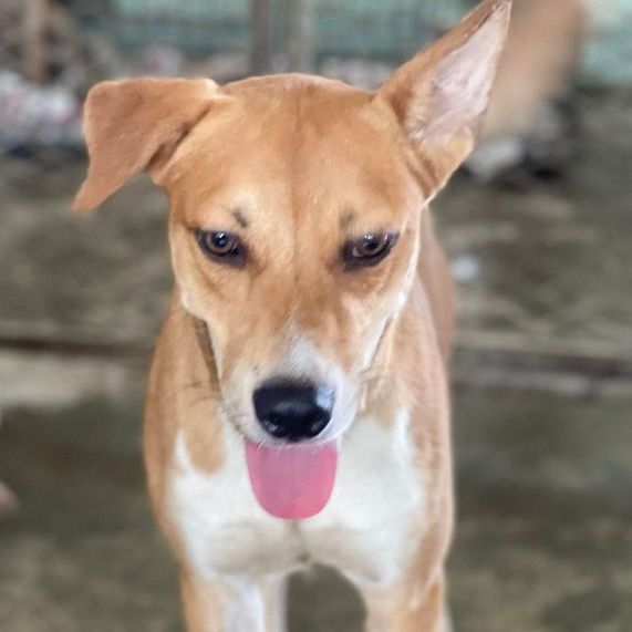 Armero, a Adoptable mixed breed in San Juan, PR image 2/5