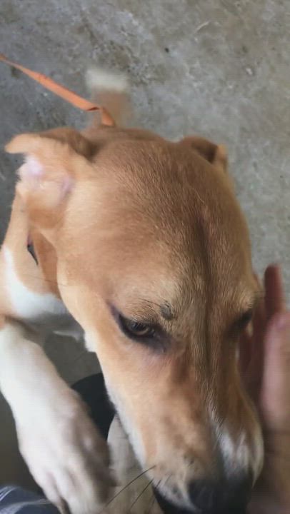 Enlarge Armero, a Adoptable mixed breed in San Juan, PR video 5/5