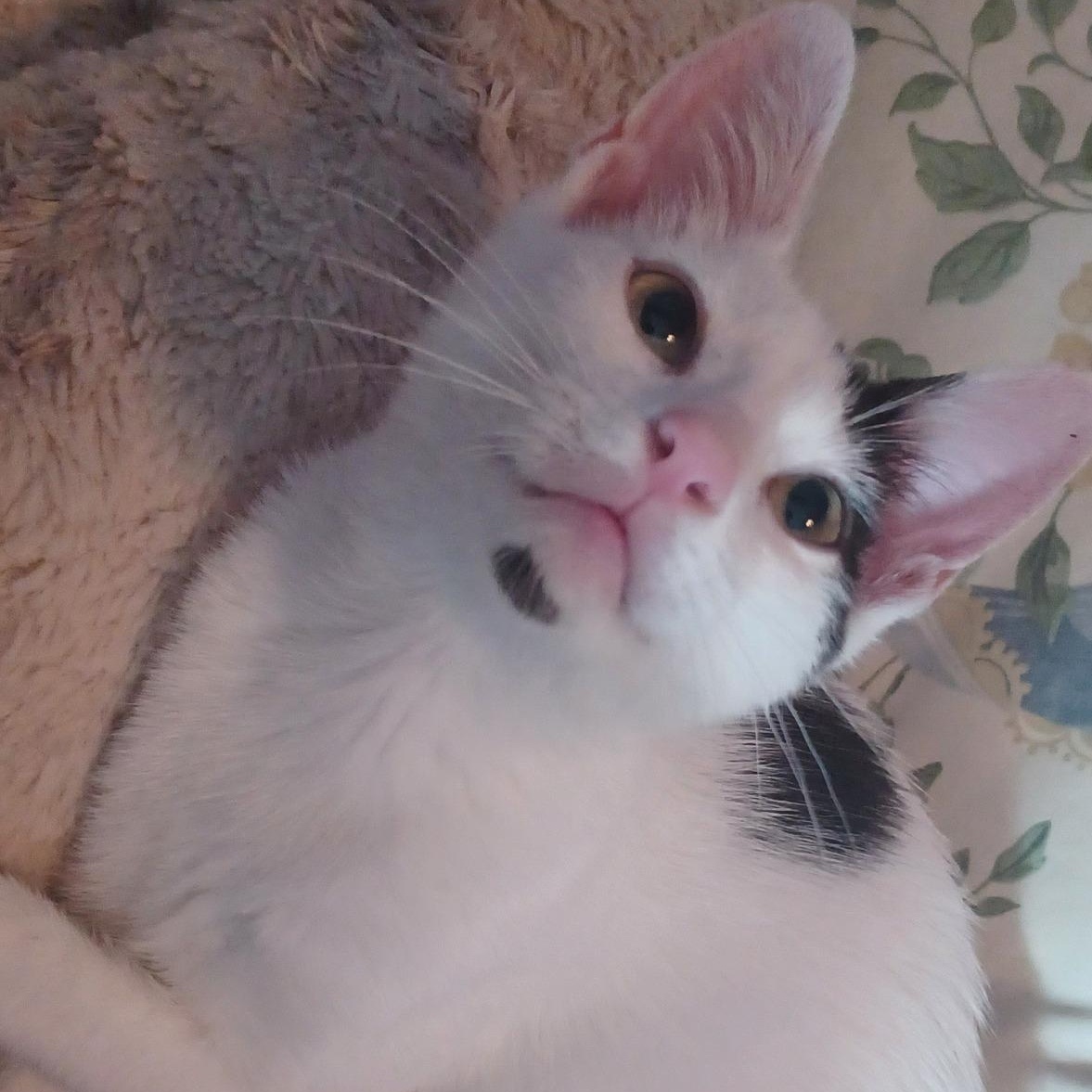 Enlarge Chandler - Last of his Litter, a Adoptable Domestic Short Hair in Houston, TX image 6/6