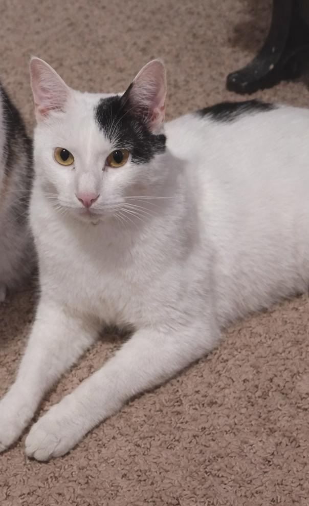 Enlarge Chandler - Last of his Litter, a Adoptable Domestic Short Hair in Houston, TX image 3/6