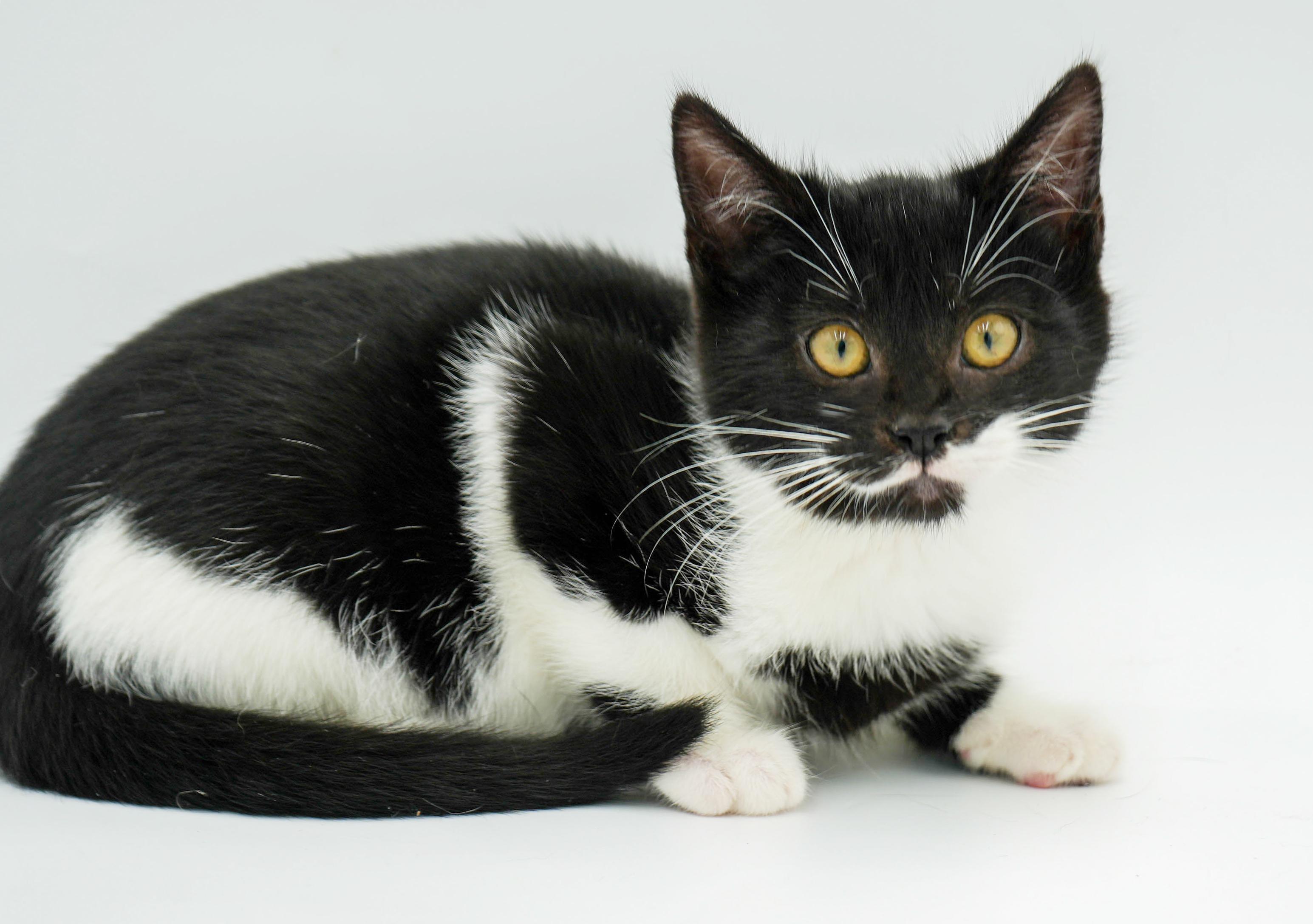 Kit is kitty spectacular - GOOFY TUXIE ANGEL! Can go solo too!, a Adoptable mixed breed in Bedford Hills, NY image 5/6