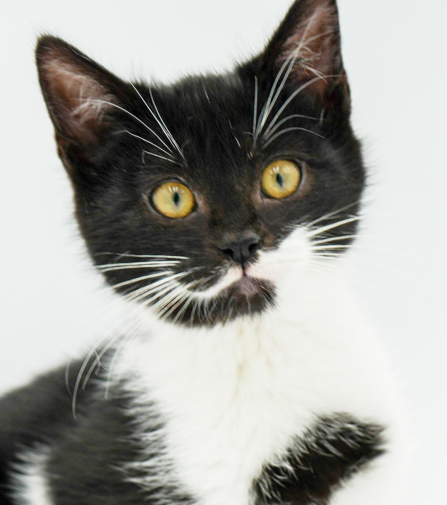 Kit is kitty spectacular - GOOFY TUXIE ANGEL! Can go solo too!, a Adoptable mixed breed in Bedford Hills, NY image 1/6