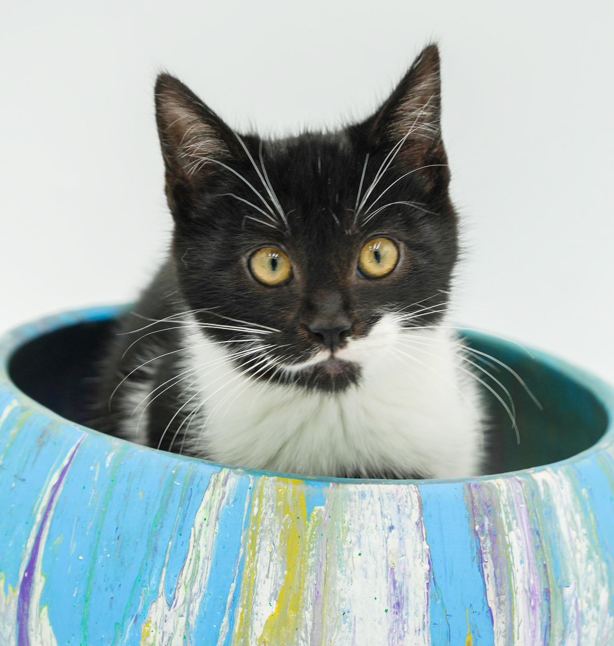 Kit is kitty spectacular - GOOFY TUXIE ANGEL!  Can go solo too!