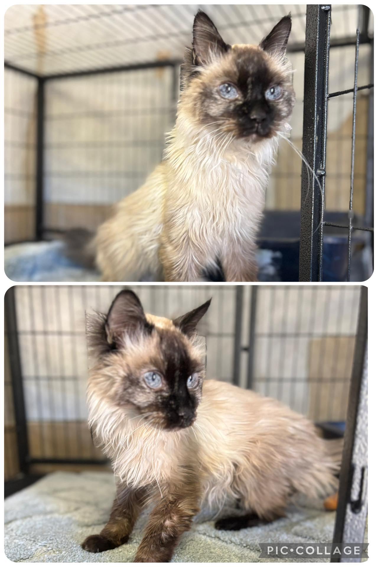 Smokey, Adoptable, Senior Female Domestic Medium Hair.