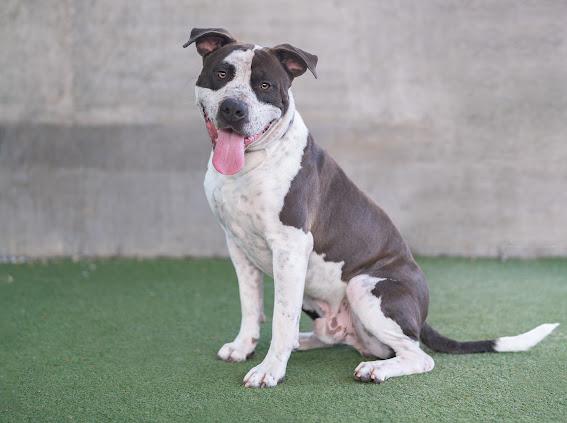 STITCH, Adoptable, Young Male Staffordshire Bull Terrier.