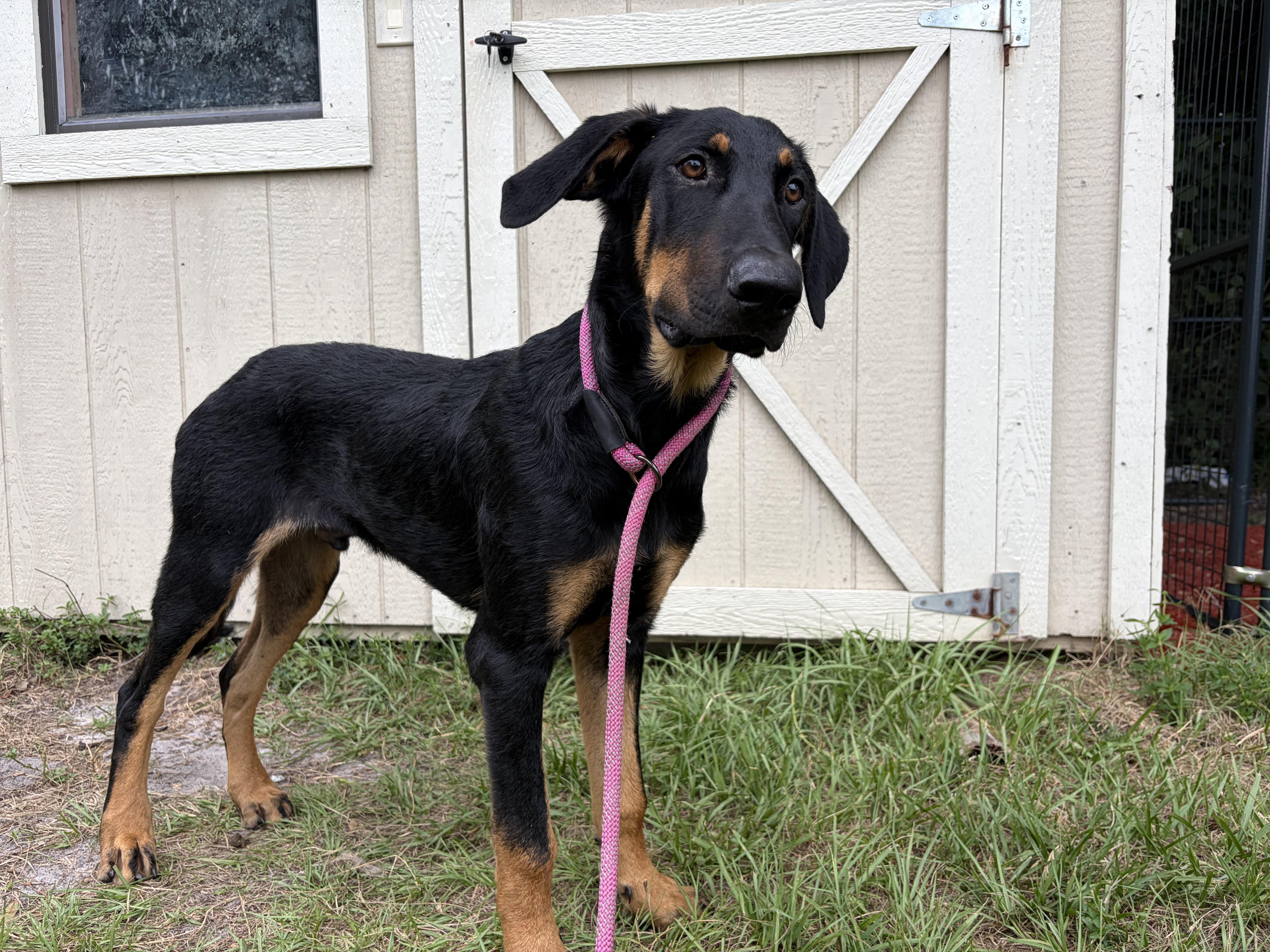 Zeus, an adopted mixed breed in Arcadia, FL image 3/3