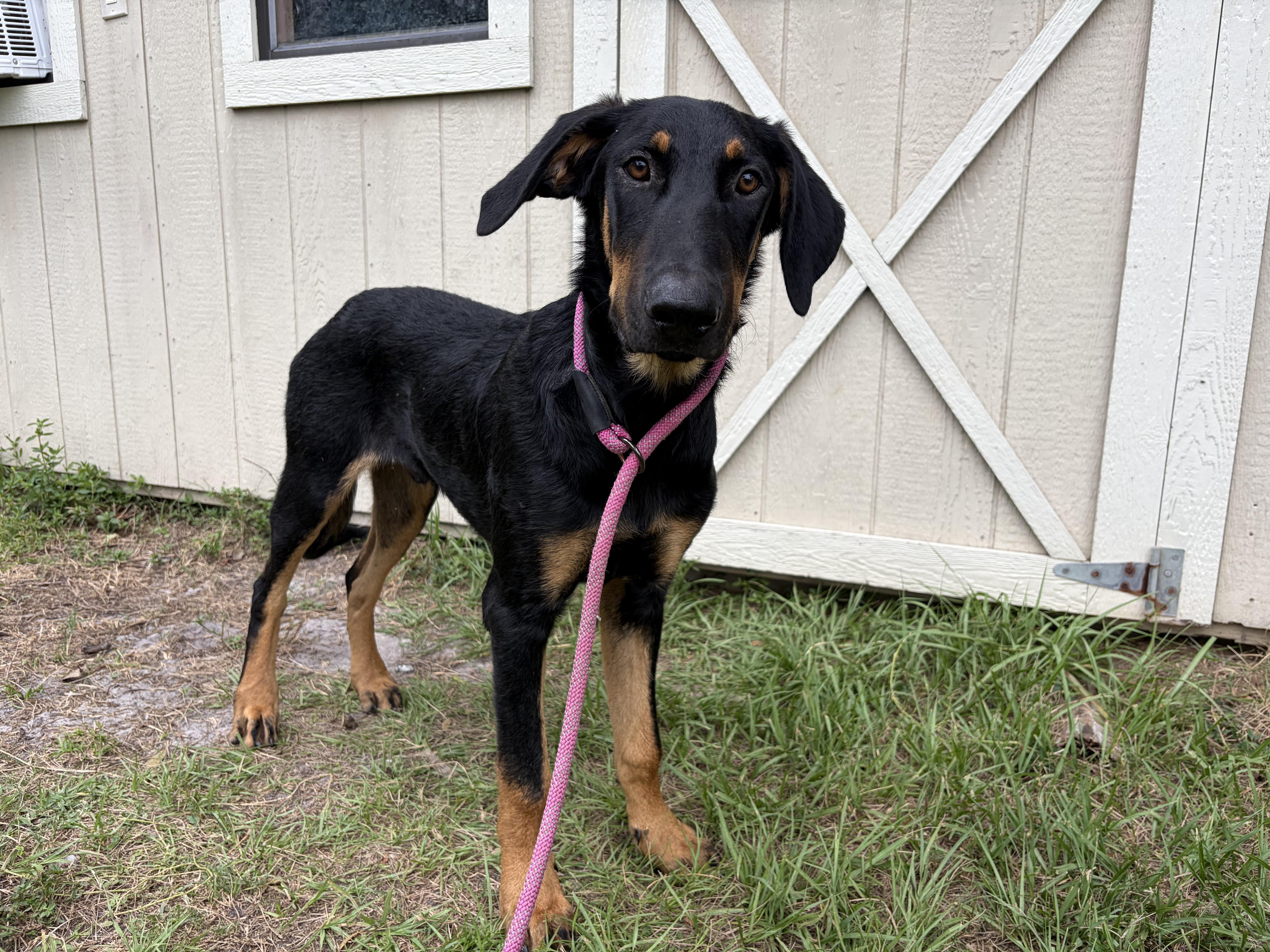 Zeus, adopted, Young Male Doberman Pinscher & German Shepherd Dog.