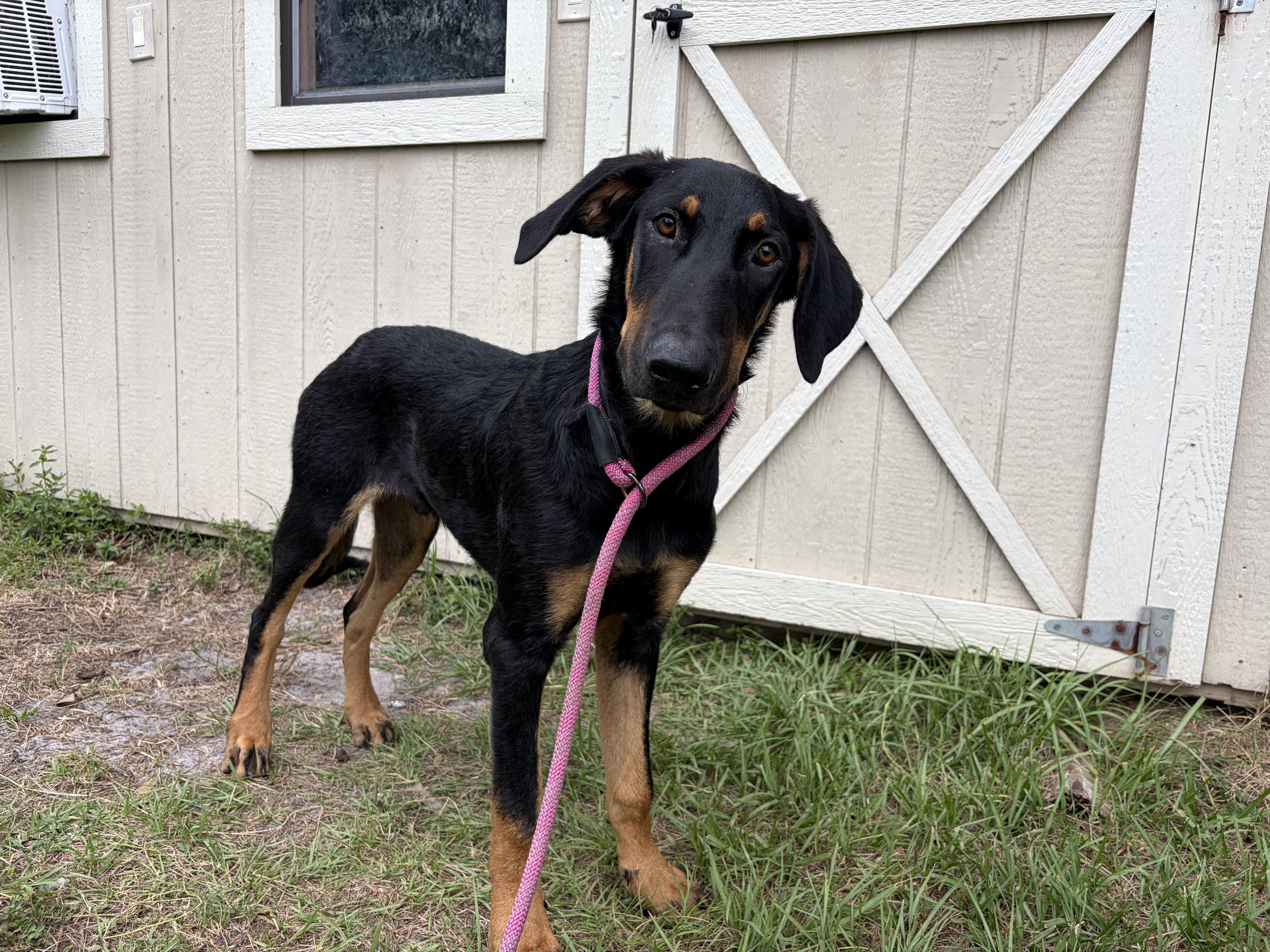 Zeus, an adopted mixed breed in Arcadia, FL image 2/3