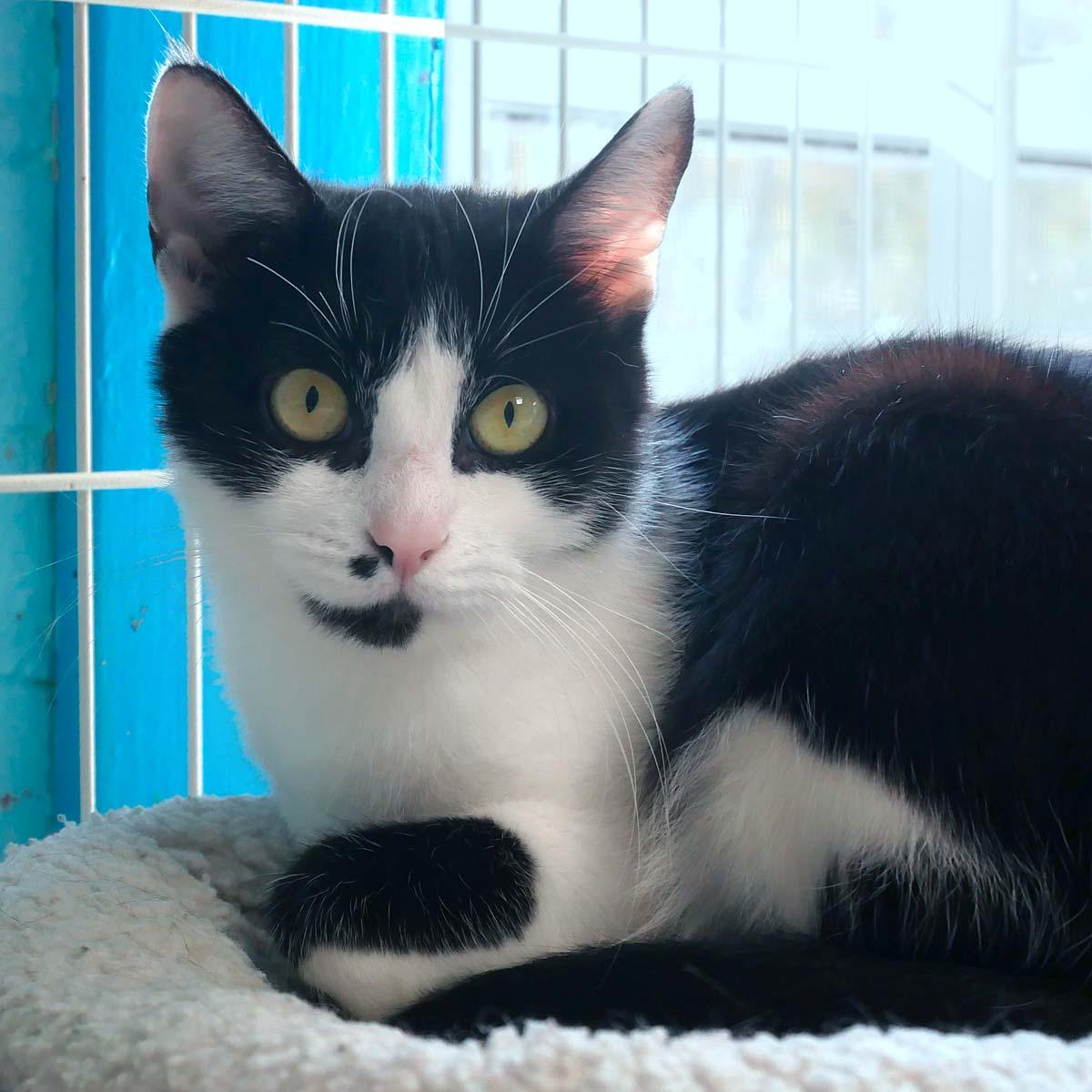 Cookie, an adopted mixed breed in Bloomingdale, NJ image 1/3