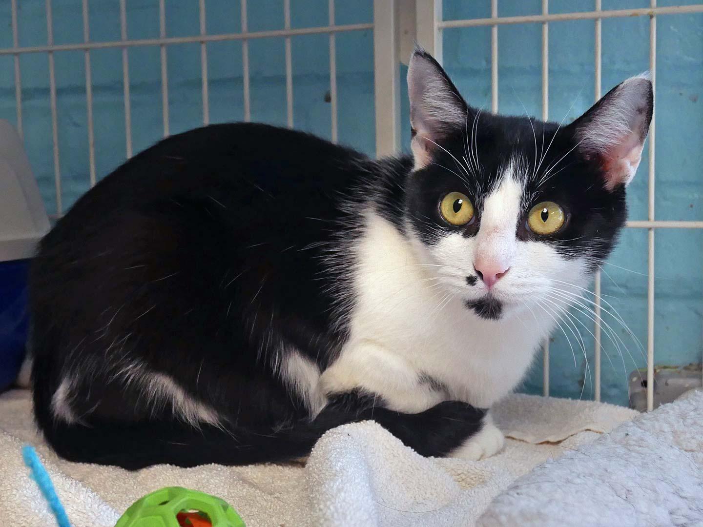 Cookie, an adopted mixed breed in Bloomingdale, NJ image 3/3