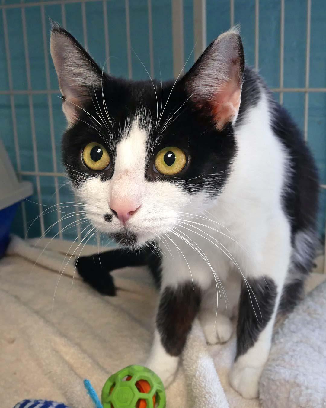 Cookie, an adopted mixed breed in Bloomingdale, NJ image 2/3