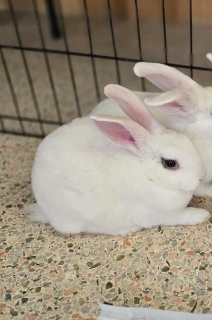 Alpine, Adoptable, Baby Female Bunny Rabbit.