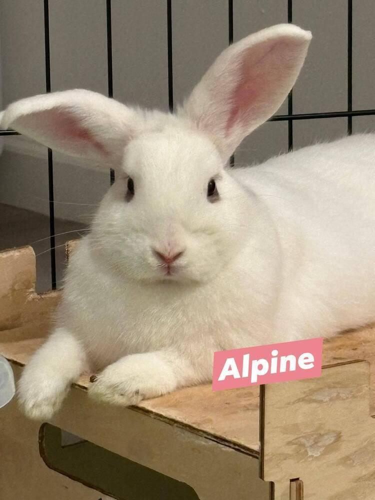 Alpine, a Adoptable mixed breed in Melbourne, FL image 2/4
