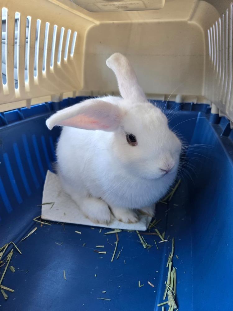 Alpine, a Adoptable mixed breed in Melbourne, FL image 4/4