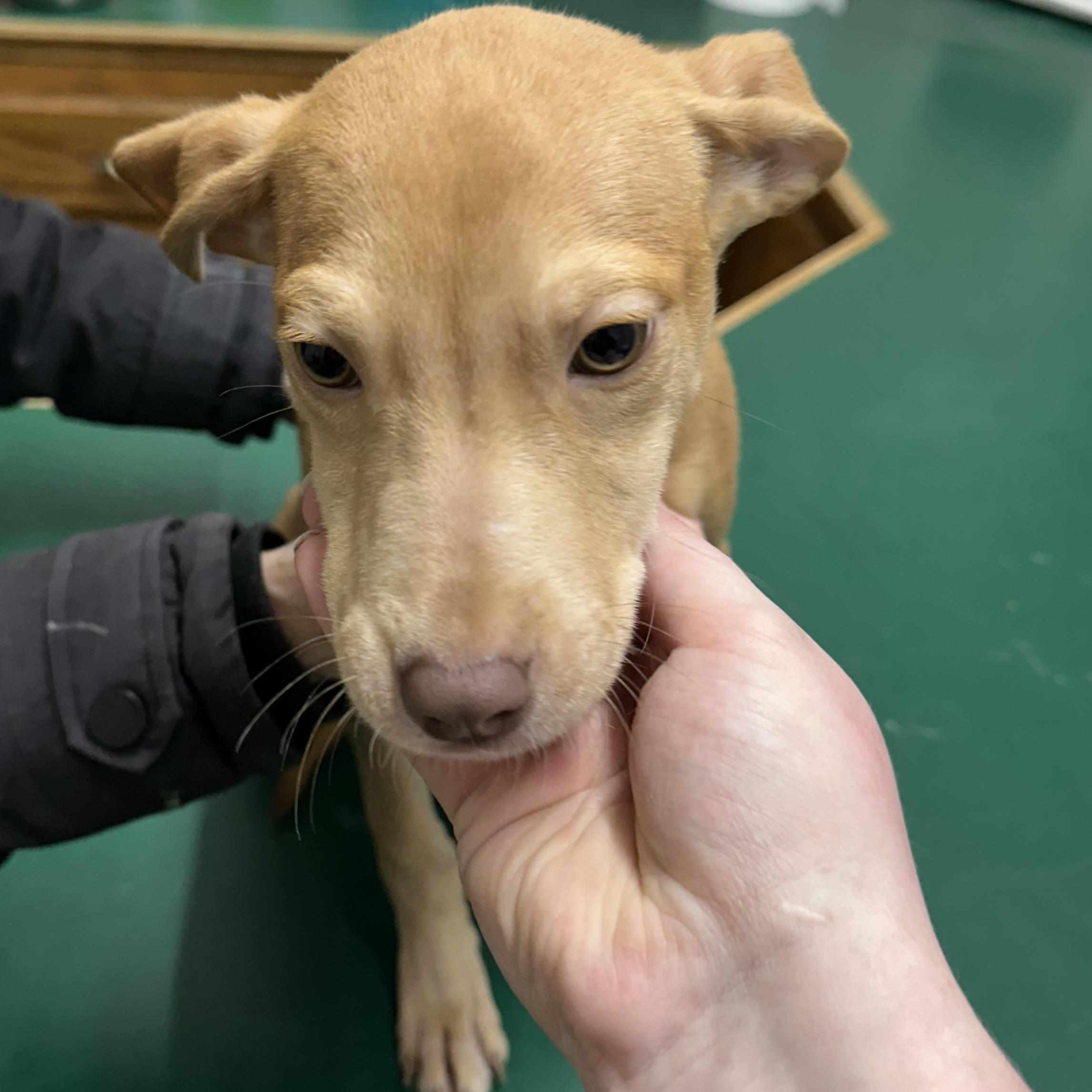 Enlarge Honey, an adopted Mixed Breed in Trenton, MO image 3/5