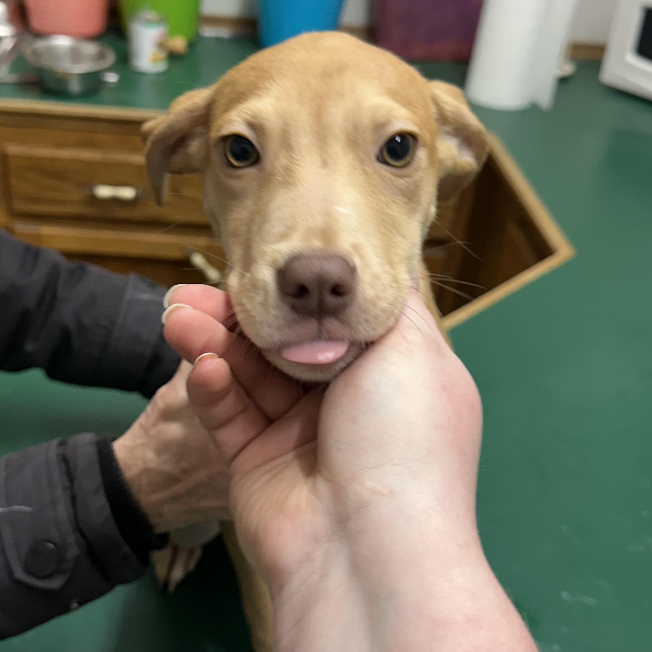 Enlarge Honey, an adopted Mixed Breed in Trenton, MO image 1/5