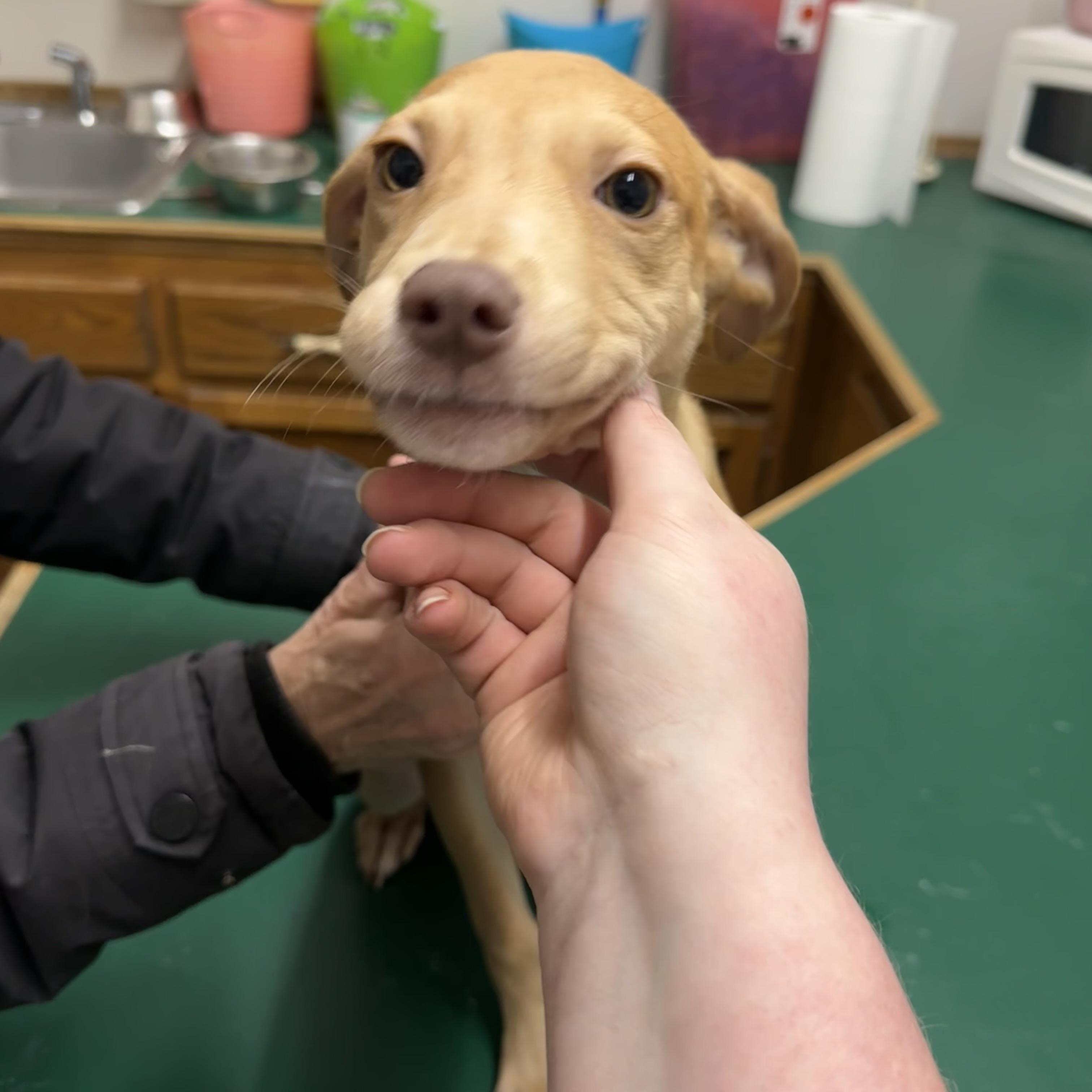 Enlarge Honey, an adopted Mixed Breed in Trenton, MO image 2/5