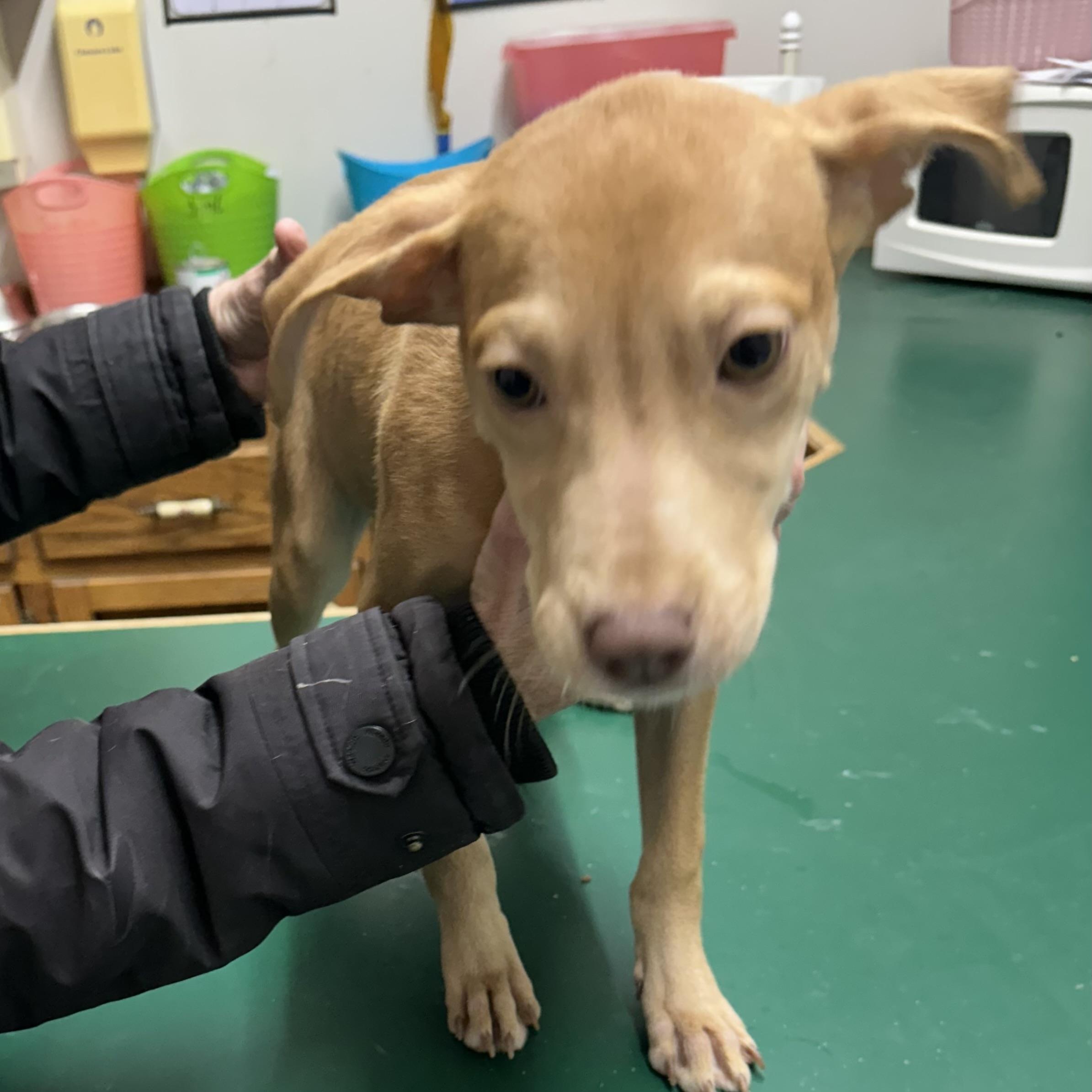 Enlarge Honey, an adopted Mixed Breed in Trenton, MO image 5/5