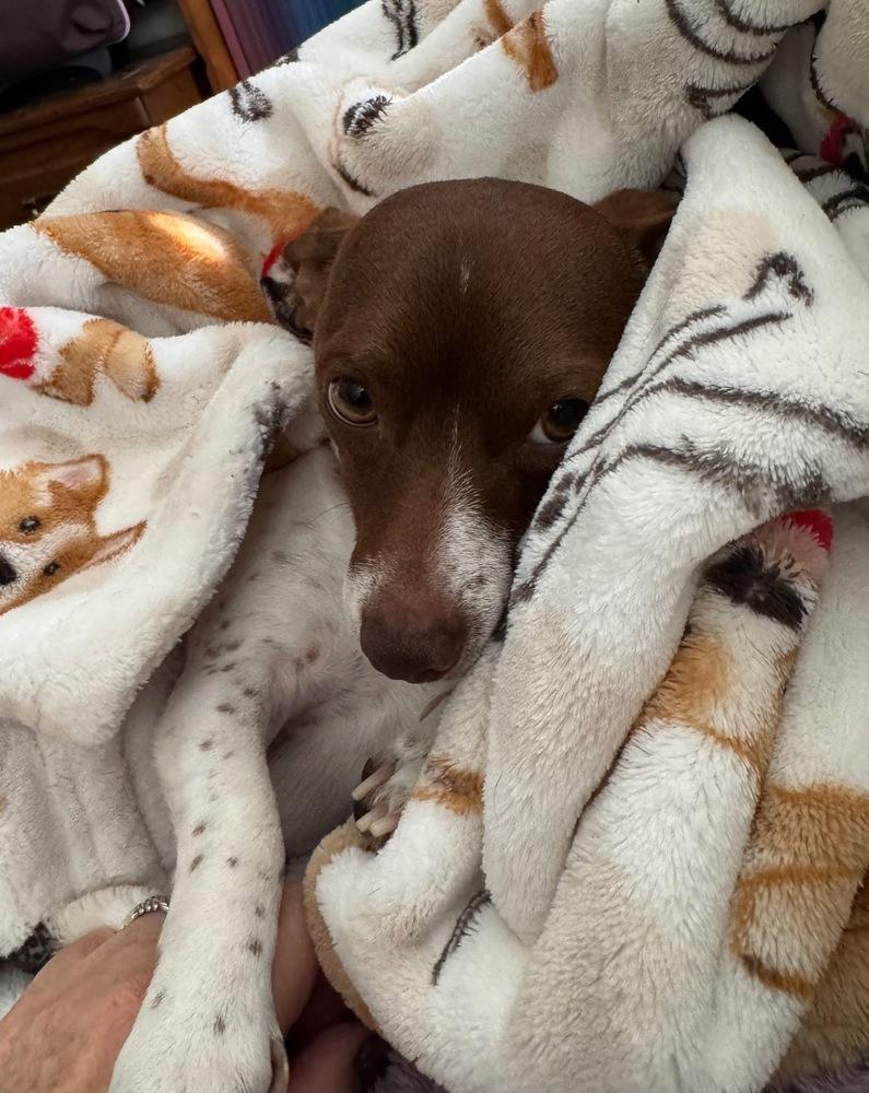 Ozzy, Adoptable, Adult Male Chihuahua.