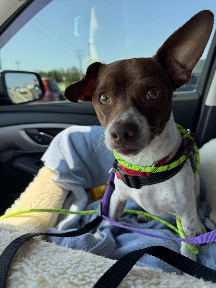 Enlarge Ozzy, a Adoptable mixed breed in Blanchard, OK image 1/2