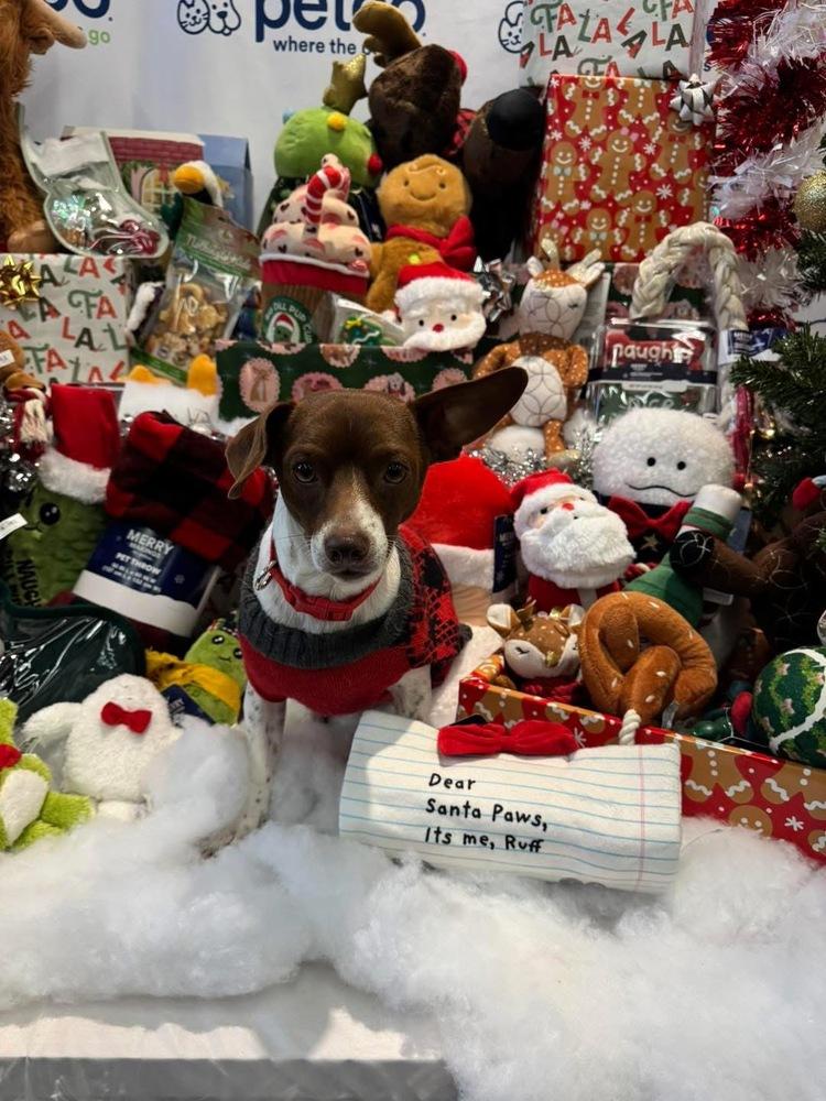 Enlarge Ozzy, a Adoptable mixed breed in Blanchard, OK image 2/2