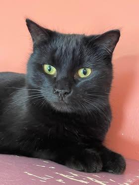 Layne, Adoptable, Adult Male Domestic Short Hair.