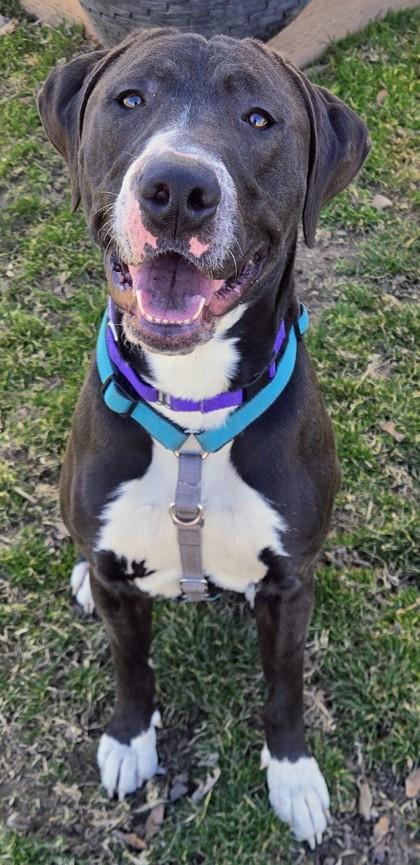 Enlarge Caleb, a ADOPTABLE Mixed Breed in Wenatchee, WA image 3/3