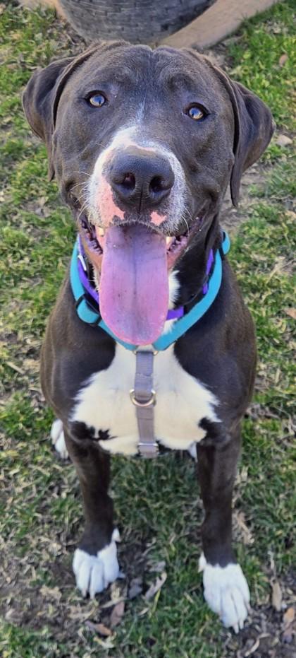 Enlarge Caleb, a ADOPTABLE Mixed Breed in Wenatchee, WA image 2/3