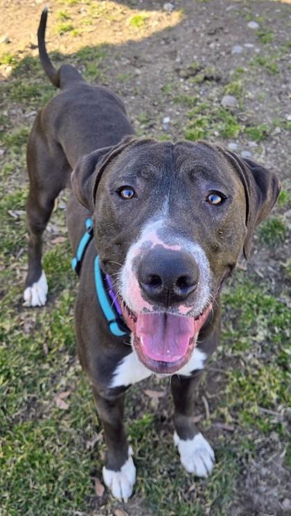 Caleb, ADOPTABLE, Adult Male Mixed Breed.